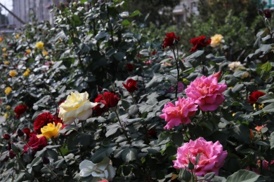 公园里盛开的月季花