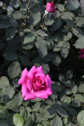 公园里盛开的月季花