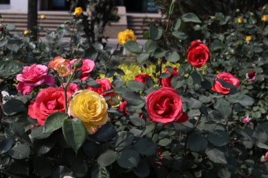 公园里盛开的月季花