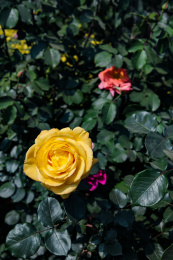 公园里盛开的月季花