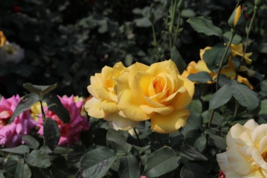公园里盛开的月季花