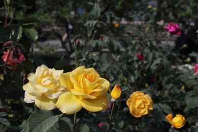 公园里盛开的月季花