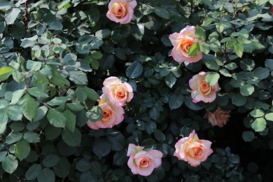 公园里盛开的月季花