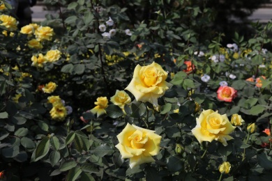 公园里盛开的月季花