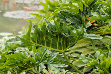 一片绿色的春羽叶子