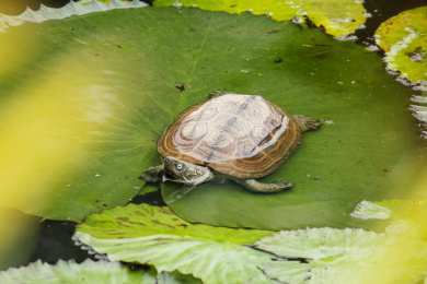 水池里一只正在游泳的巴西龟