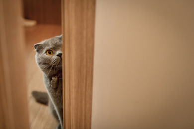 站在门外偷看的猫咪