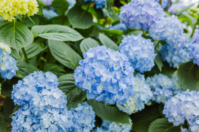 蓝色无尽夏绣球花 静物