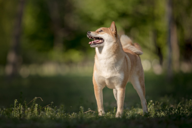 日本柴犬