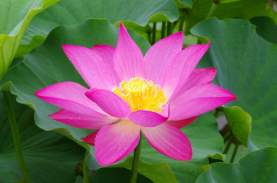 一朵荷花特写