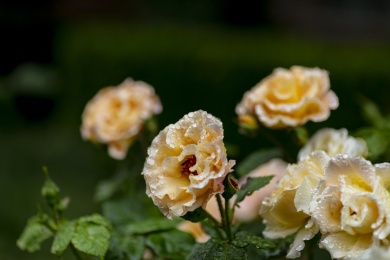 橙黄色月季花