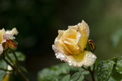 一朵月季花