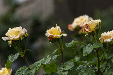 雨后的橙黄色月季花