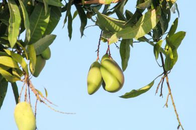 果园树枝上的芒果 芒果