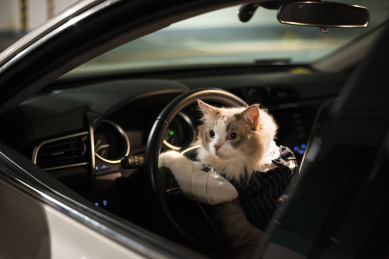 可爱布偶猫司机开车