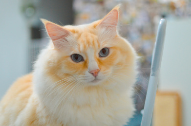 火焰色布偶正脸特写