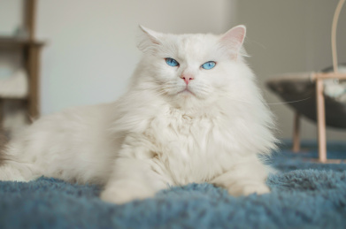 漂亮白色布偶猫表情嚣张