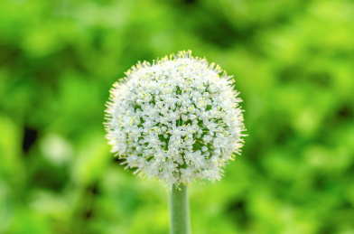 白色洋葱花特写 洋葱花