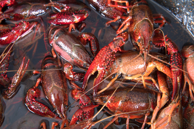 活体小龙虾 食材 龙虾