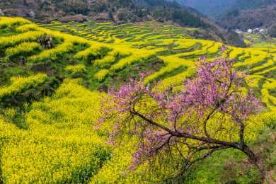 中国江西省婺源县篁岭油菜花梯田