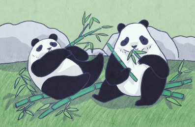 吃竹子的大熊猫 动物