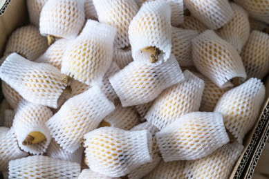 采摘长在树上的水果枇杷