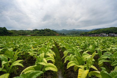 阴天下一大片待收获的烤烟田