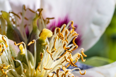 阳光下的白牡丹花