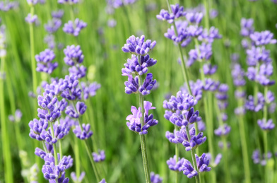 中国新疆伊犁霍城天山脚下的薰衣草