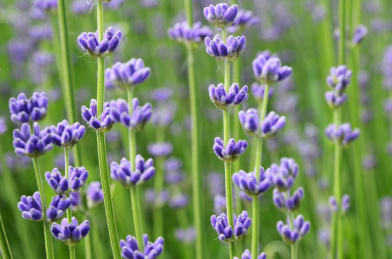 中国新疆伊犁霍城天山脚下的薰衣草