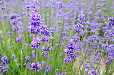 中国新疆伊犁霍城天山脚下的薰衣草