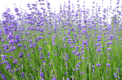 中国新疆伊犁霍城天山脚下的薰衣草