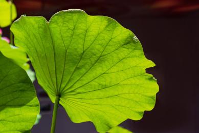 荷叶纹理特写 叶子