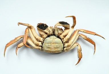 阳澄湖大闸蟹腹部 甲壳动物