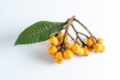 黑背景放着的枇杷特写