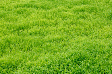 绿色草地背景图 生态
