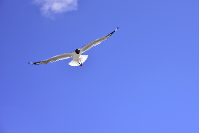 中国西藏圣湖纳木错景区的红嘴燕鸥