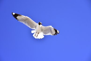 中国西藏圣湖纳木错景区的红嘴燕鸥
