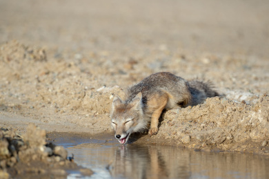 一只喝水的狐狸 喝