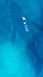 夏天在海中与鲸鱼同游