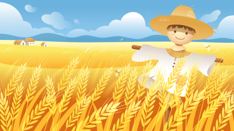 蓝天下的金色麦田和稻草人