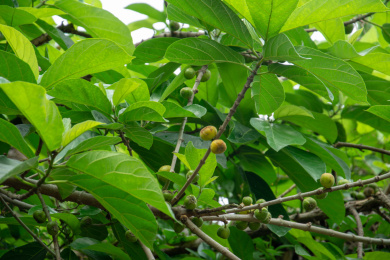 对叶榕结果 叶子 果实