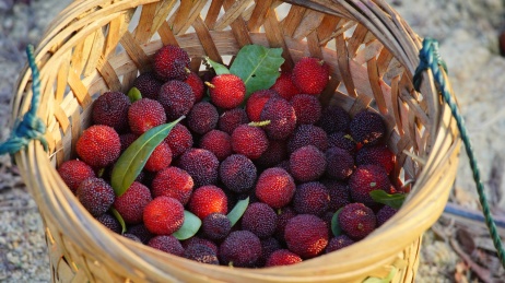 中国福建漳州龙海浮宫镇的杨梅