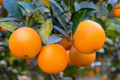 萝岗甜橙 果实 食品