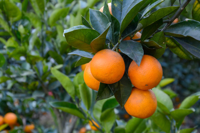 萝岗甜橙 果实 食品