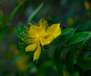 六月夏天盛开的金丝桃