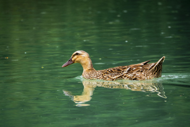 四川省都江堰虹口散养的麻鸭