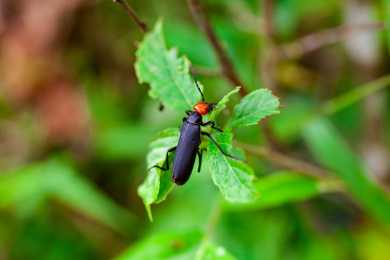 昆虫短翅豆芫菁 昆虫