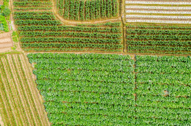 航拍农田 田地 土地