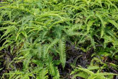 野外的蕨类植物芒萁